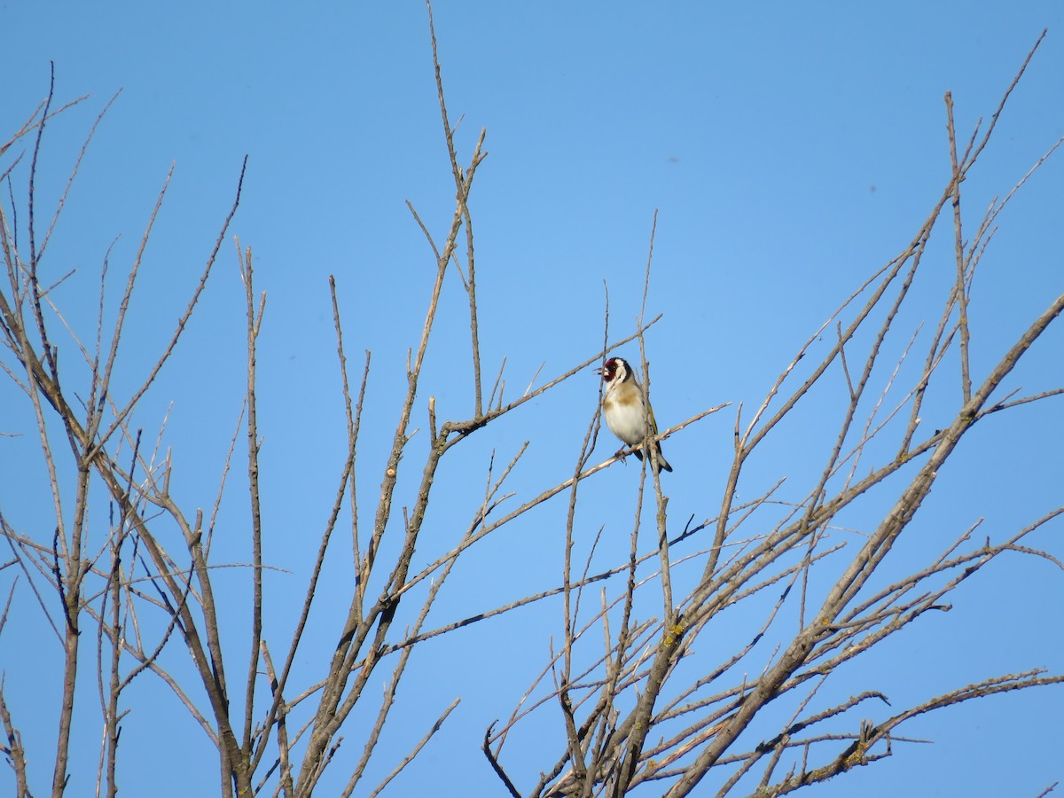 European Goldfinch - ML618879857