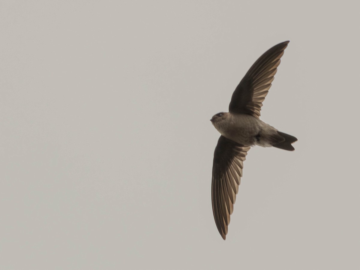 Himalayan Swiftlet - Garret Skead