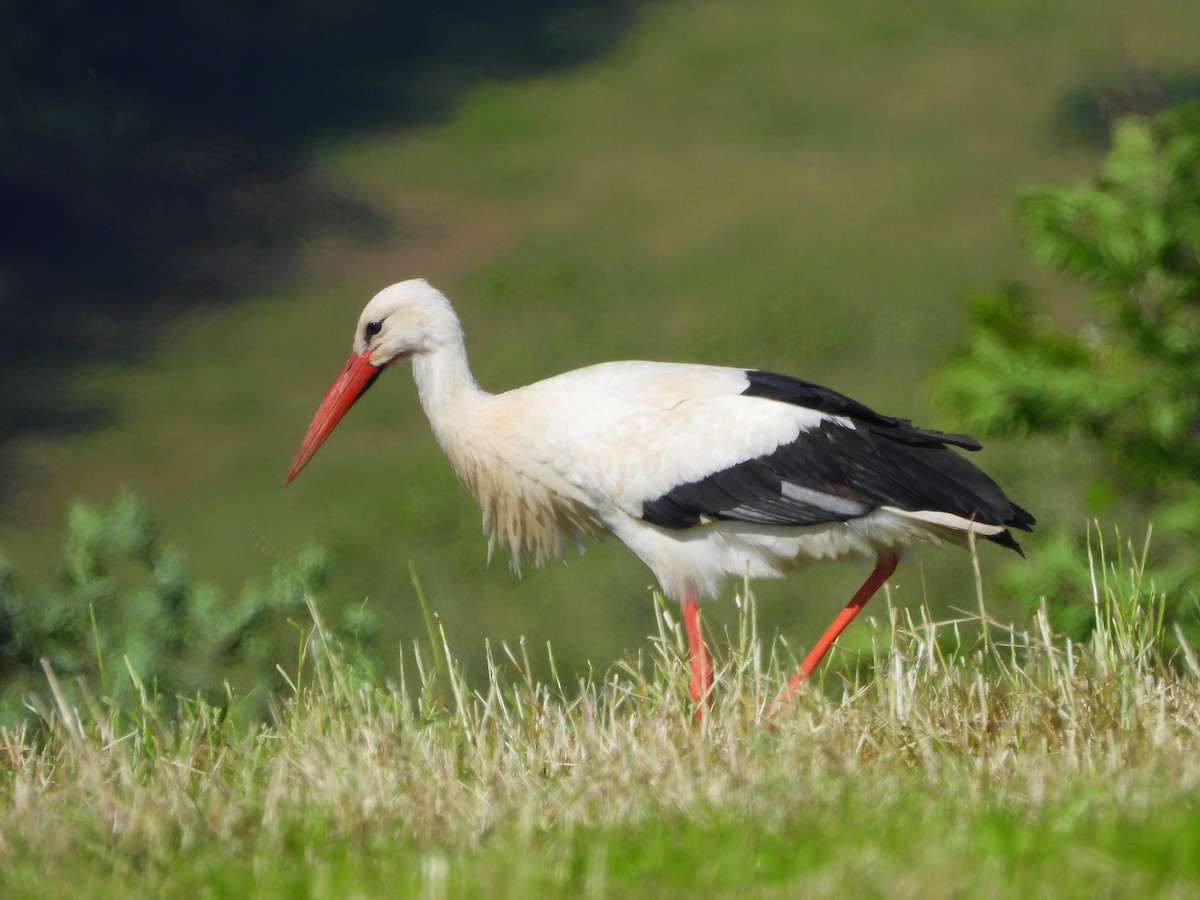 White Stork - Jan Förderer