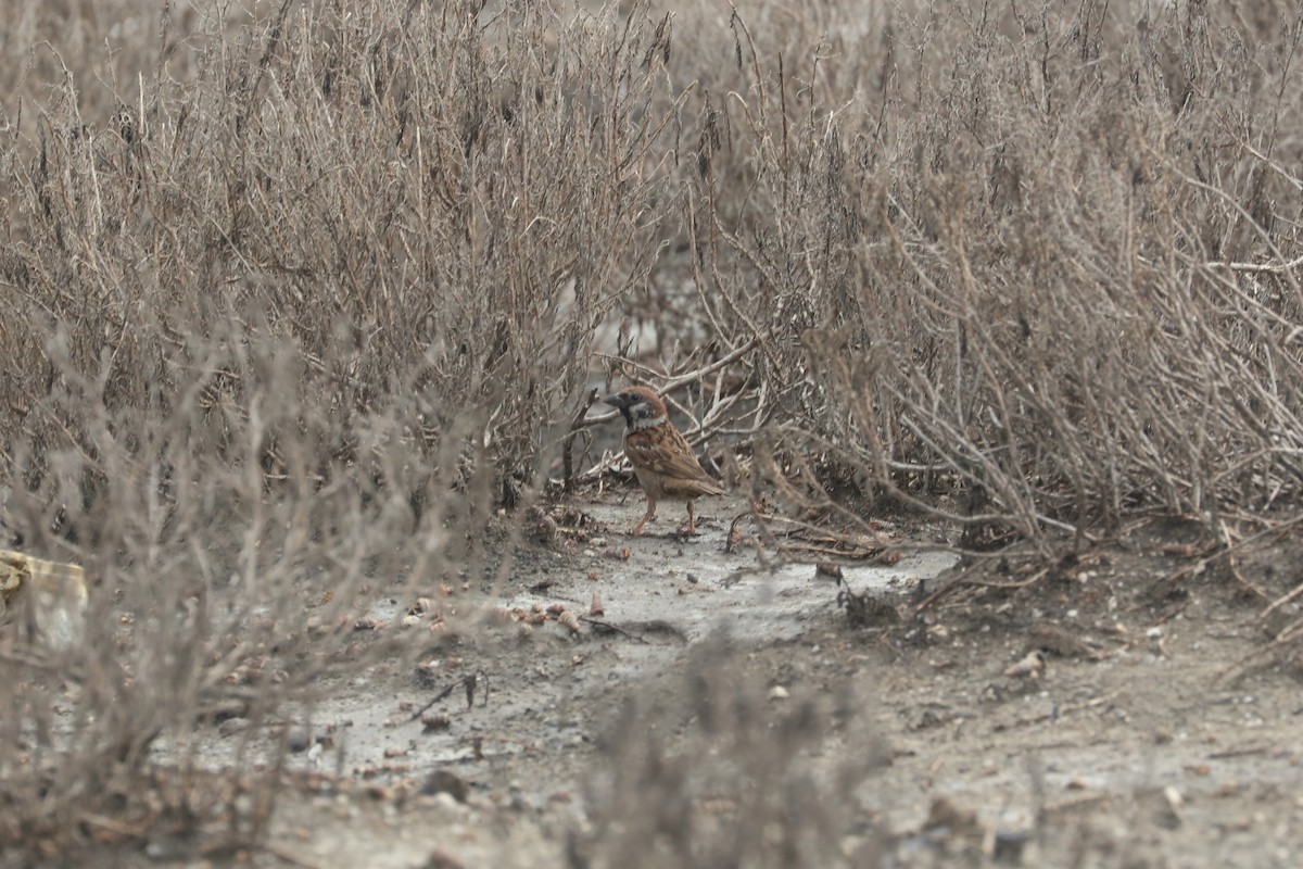 Eurasian Tree Sparrow - ML618879870