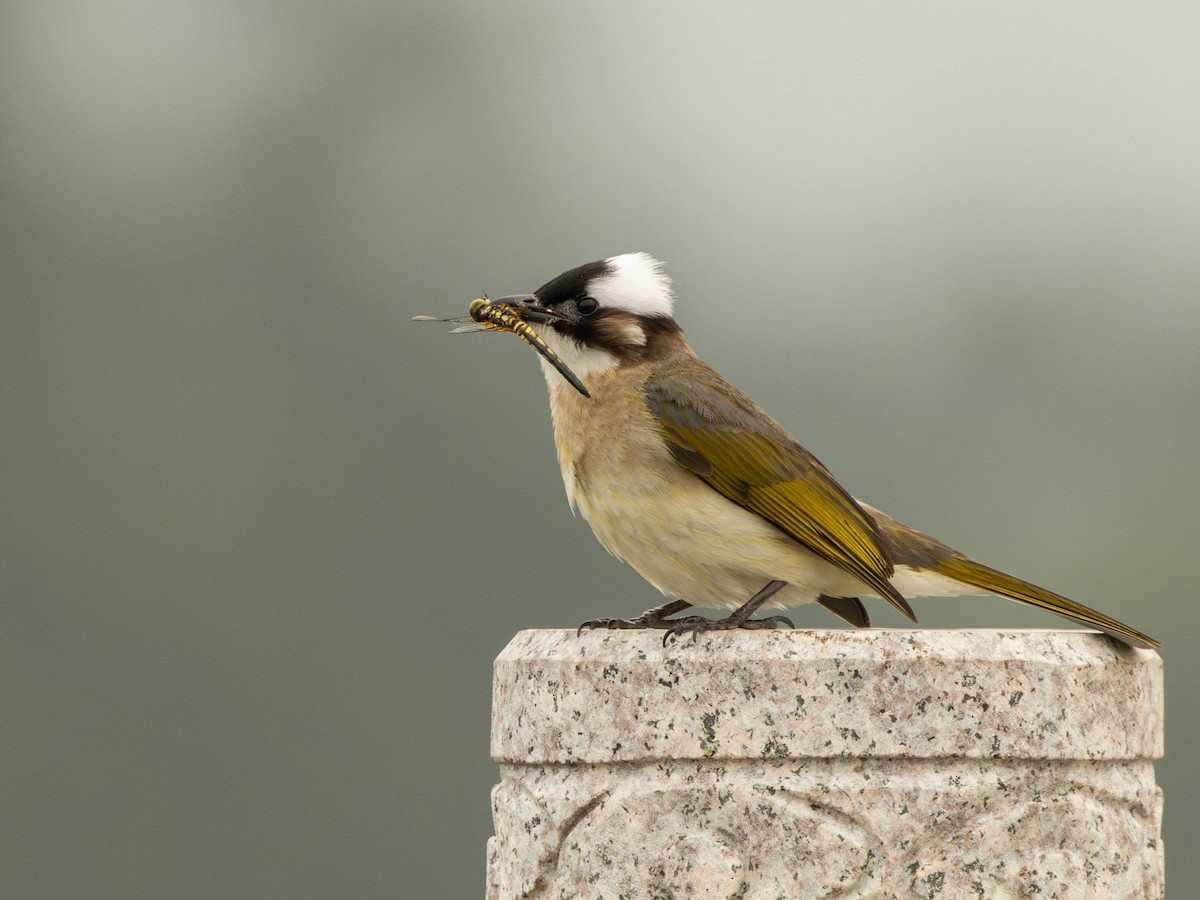 Light-vented Bulbul - Garret Skead