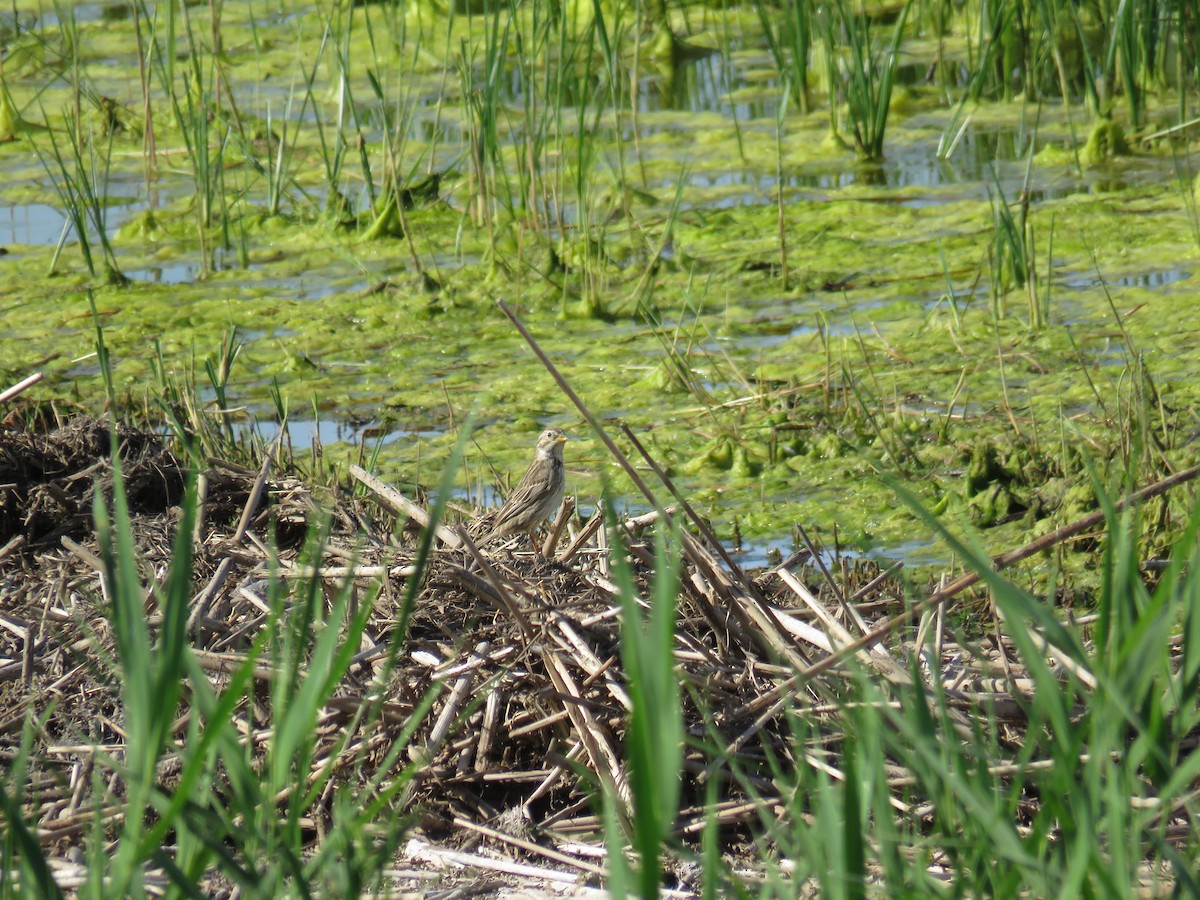 Corn Bunting - ML618879884