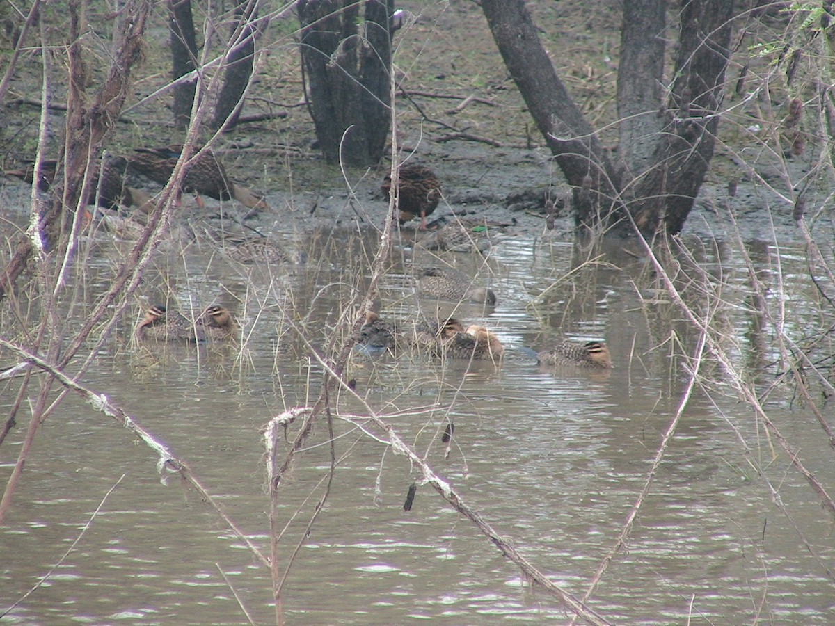 Masked Duck - ML618879885