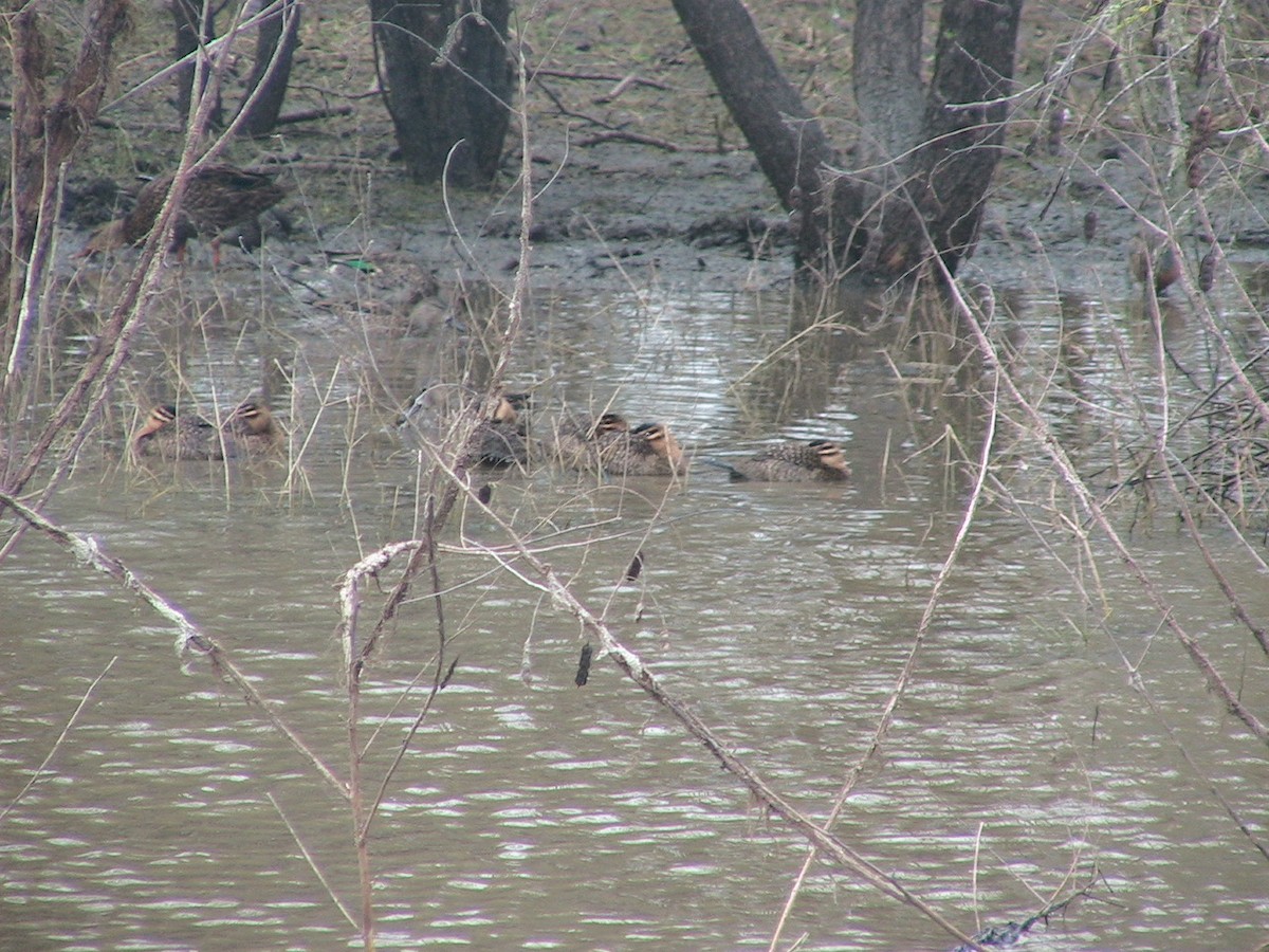 Masked Duck - ML618879886