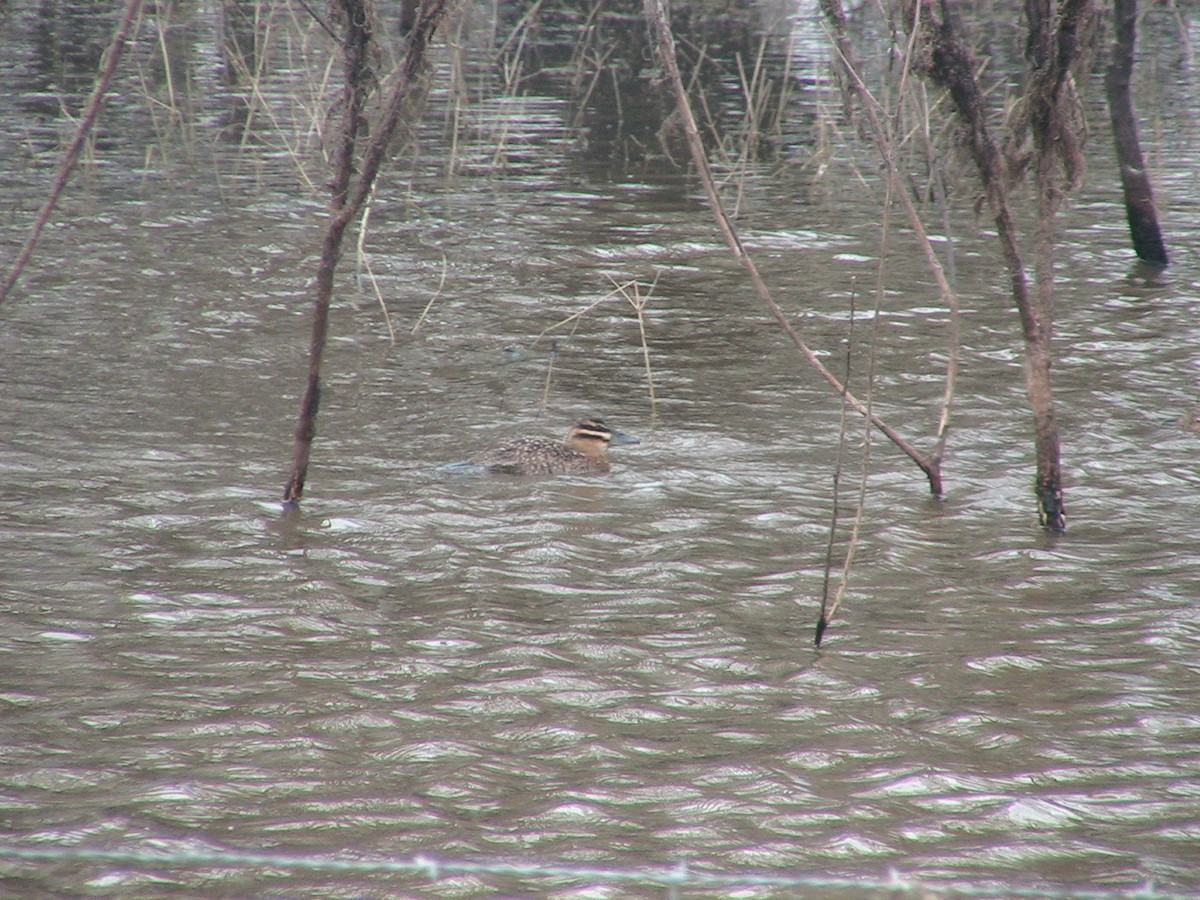 Masked Duck - ML618879887