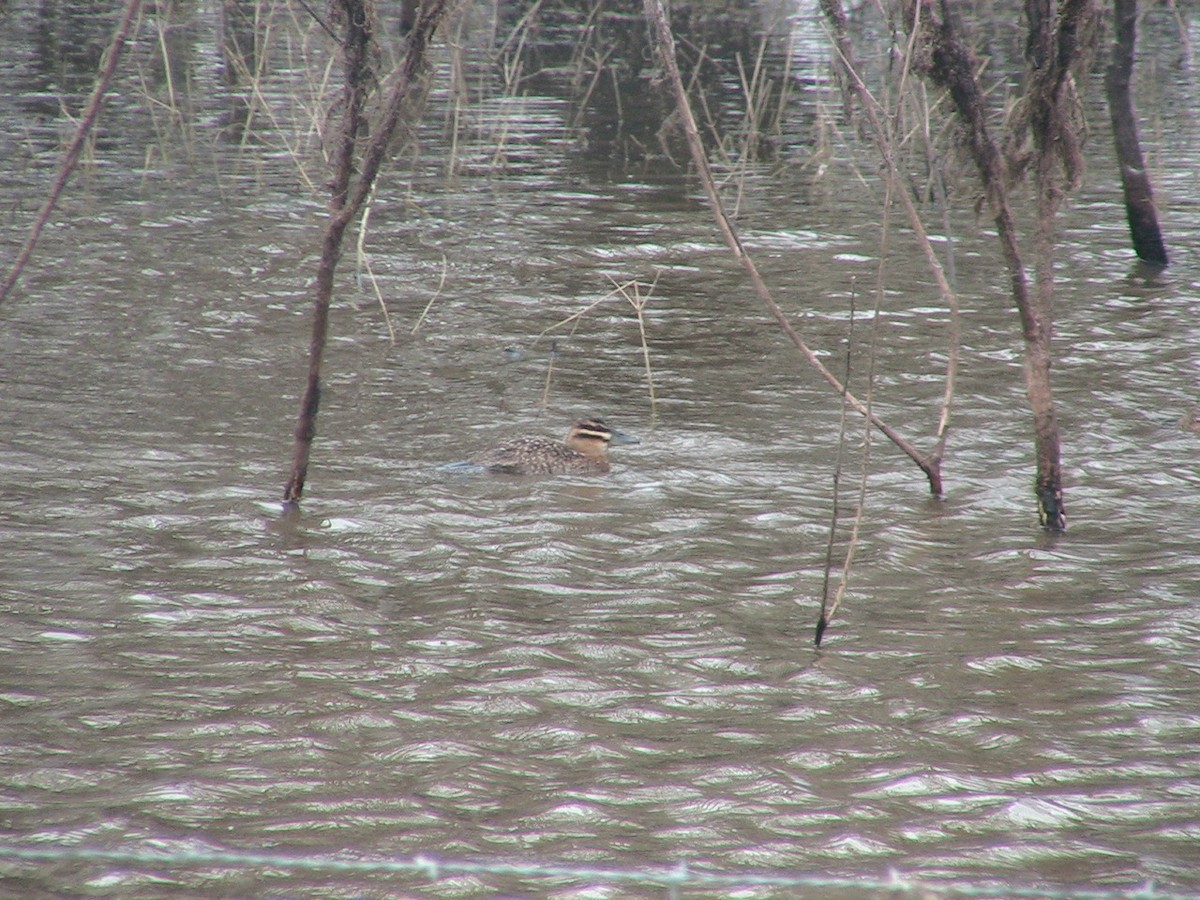 Masked Duck - ML618879887