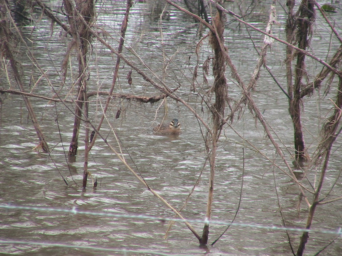 Masked Duck - ML618879888