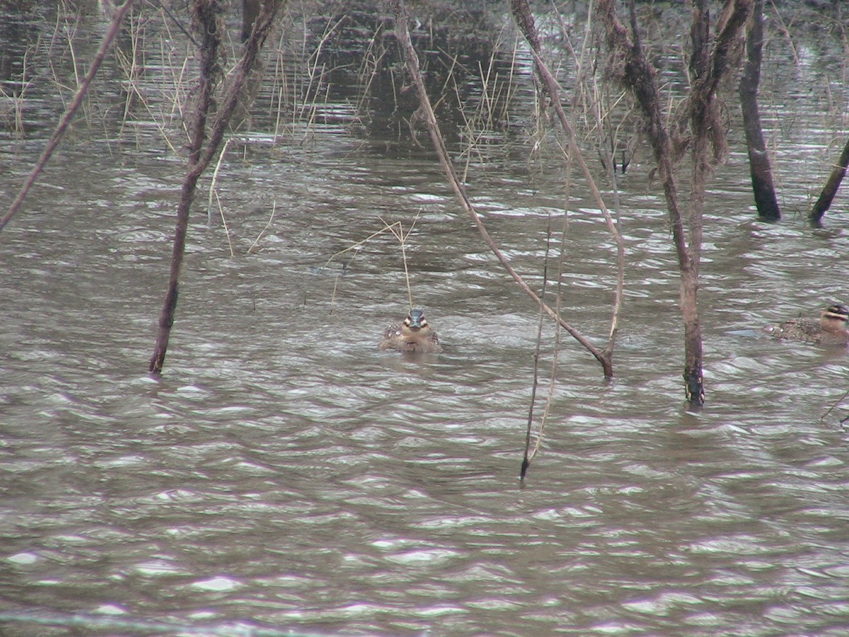 Masked Duck - ML618879889