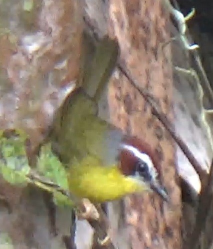 Chestnut-capped Warbler - ORLANDO TOBAR VARGAS