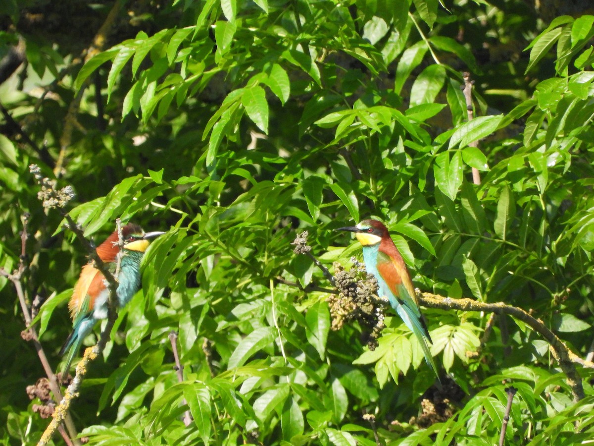 European Bee-eater - ML618879899