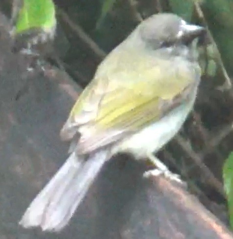 passerine sp. - ORLANDO TOBAR VARGAS