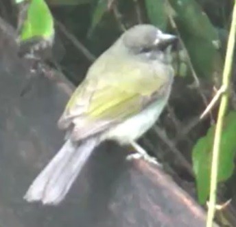 passerine sp. - ORLANDO TOBAR VARGAS