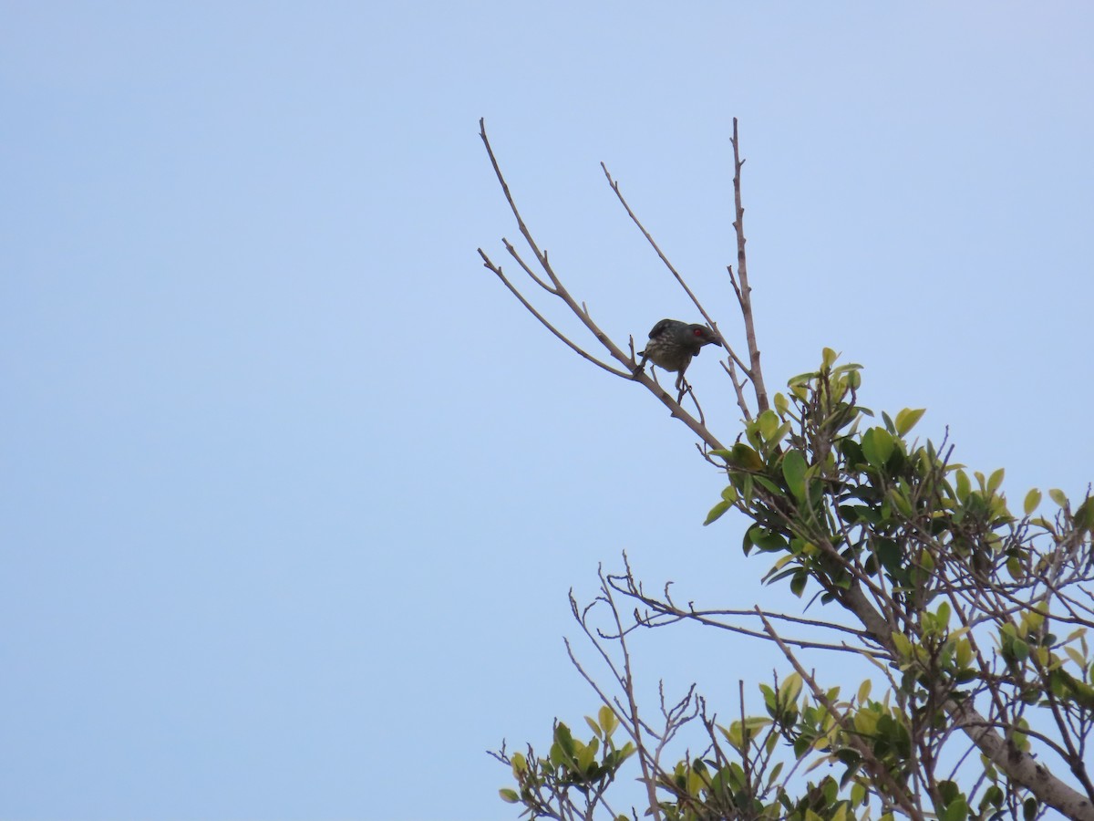 Asian Glossy Starling - 韋勳 陳