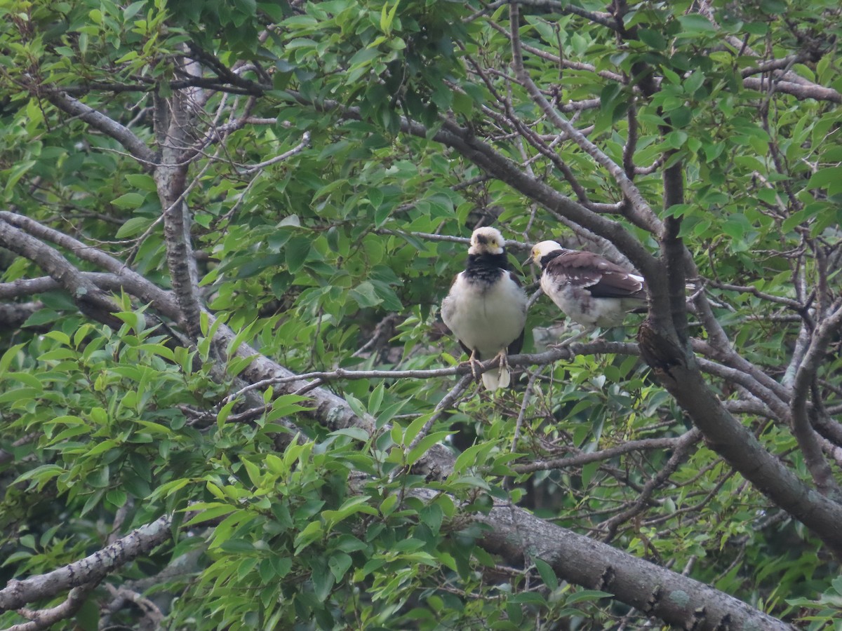 Black-collared Starling - 韋勳 陳