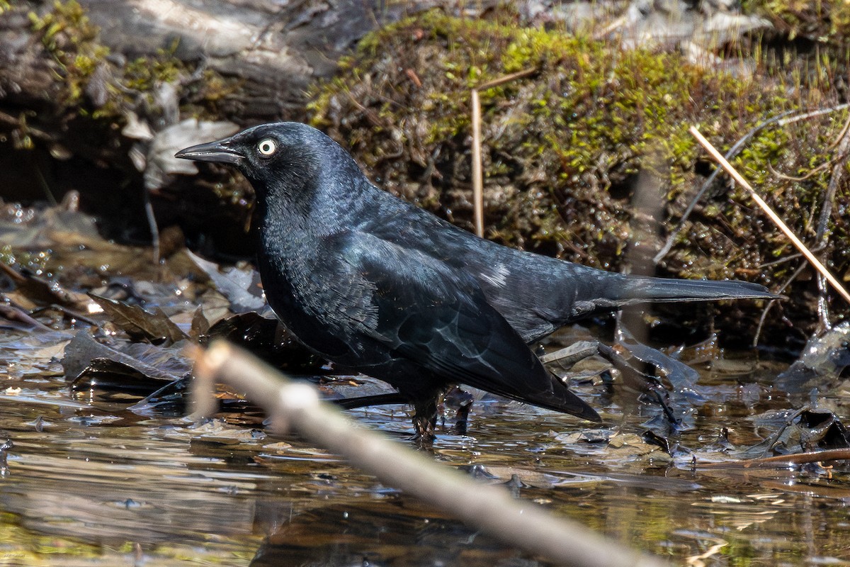 Rusty Blackbird - ML618879957