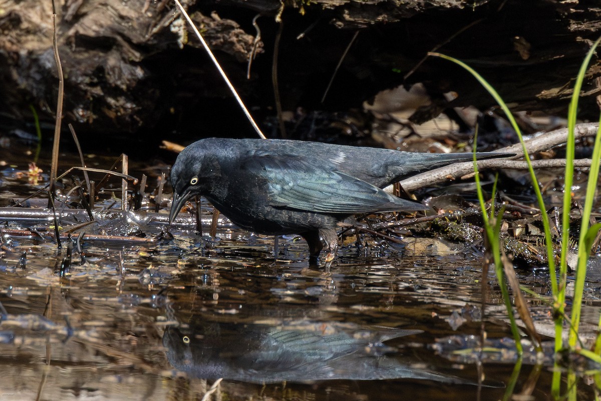 Rusty Blackbird - ML618879959