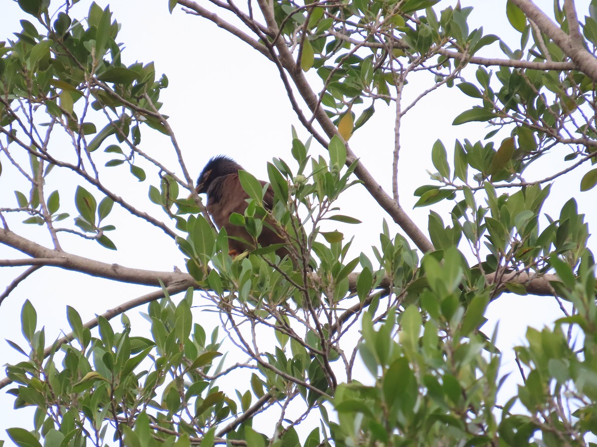 Common Myna - 韋勳 陳