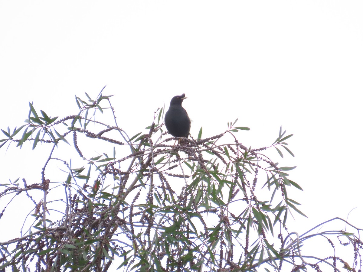 Crested Myna - 韋勳 陳