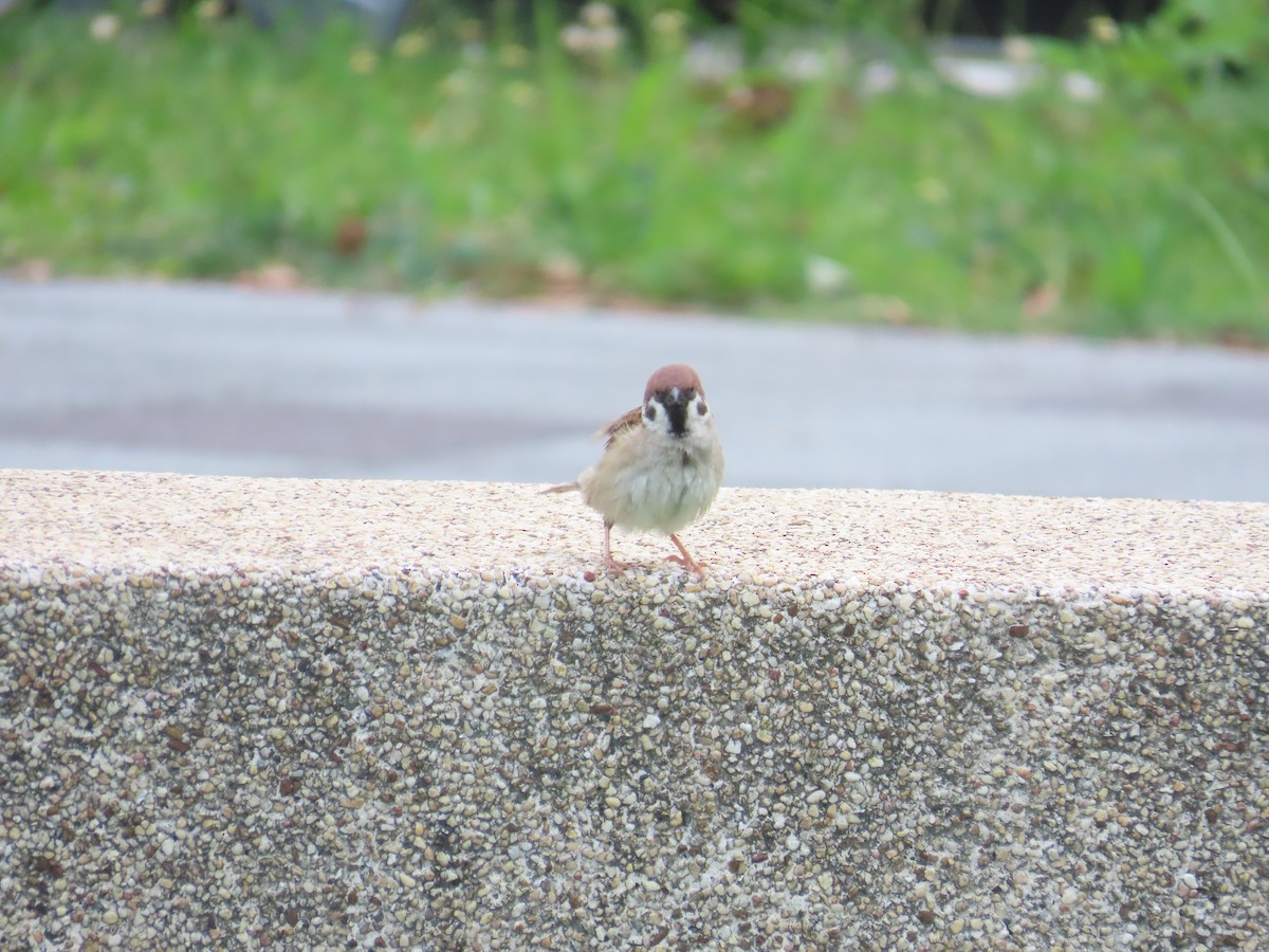 Eurasian Tree Sparrow - 韋勳 陳