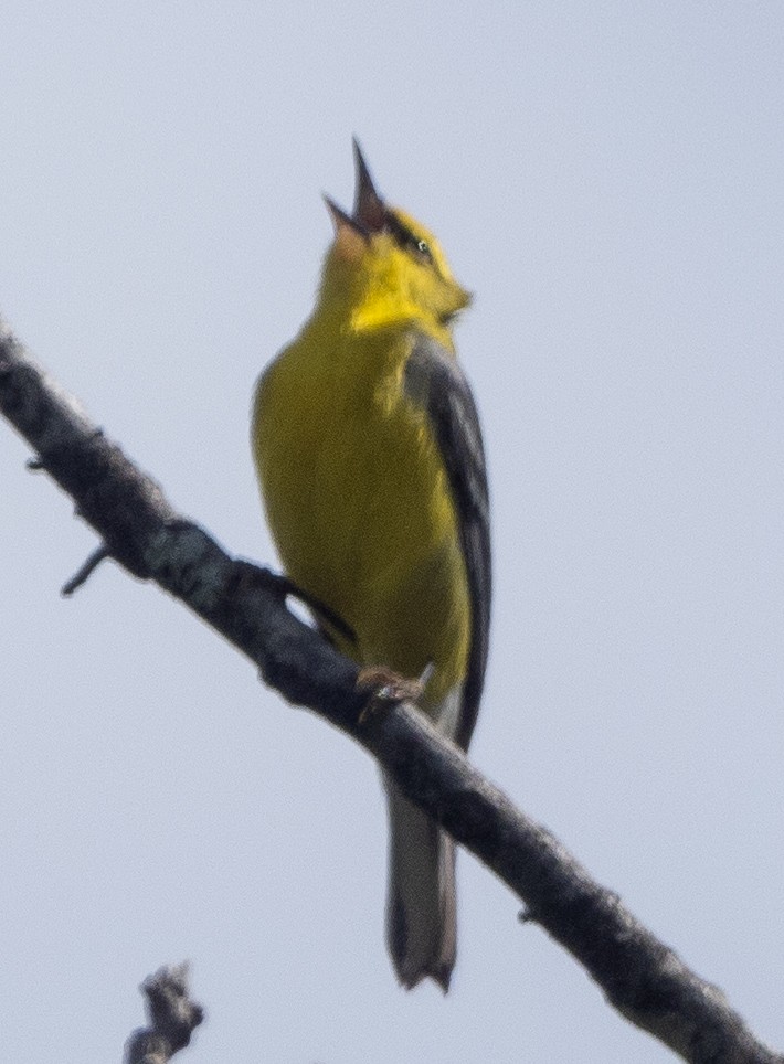 Blue-winged Warbler - Sam Zuckerman