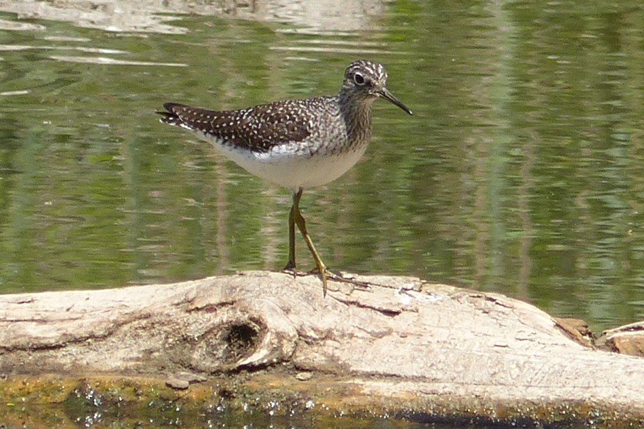 Solitary Sandpiper - Ken Januski