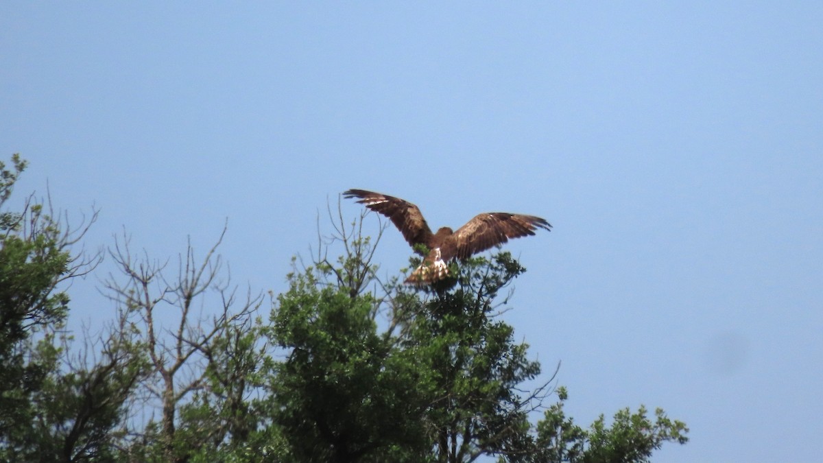 Short-toed Snake-Eagle - ML618880008