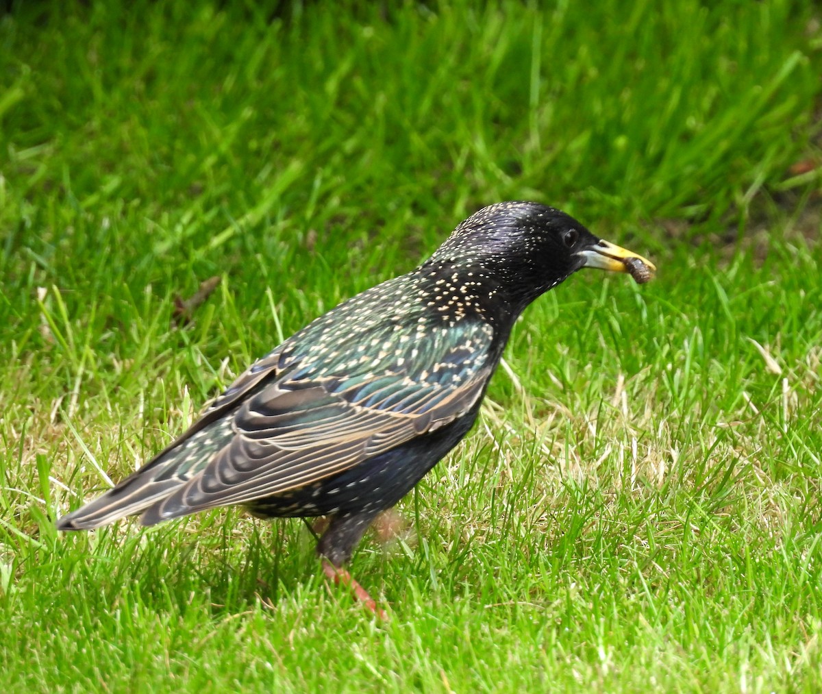 European Starling - ML618880020