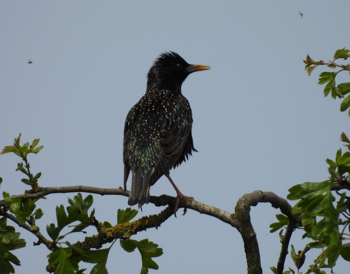 European Starling - ML618880025