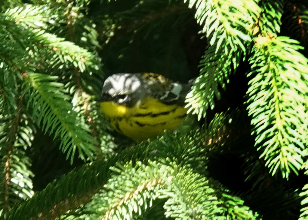 Magnolia Warbler - Steve Keith