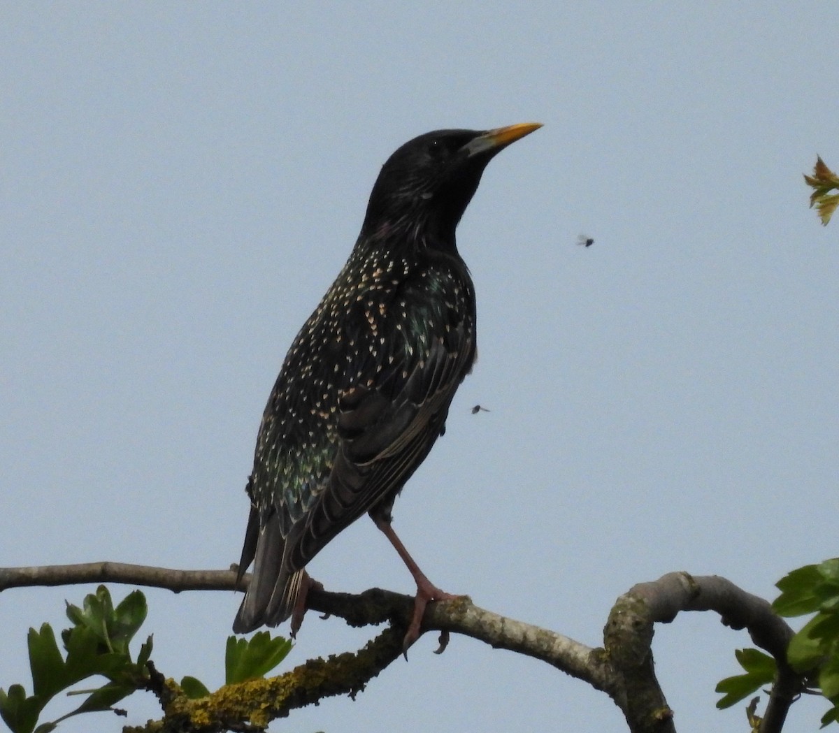 European Starling - ML618880030