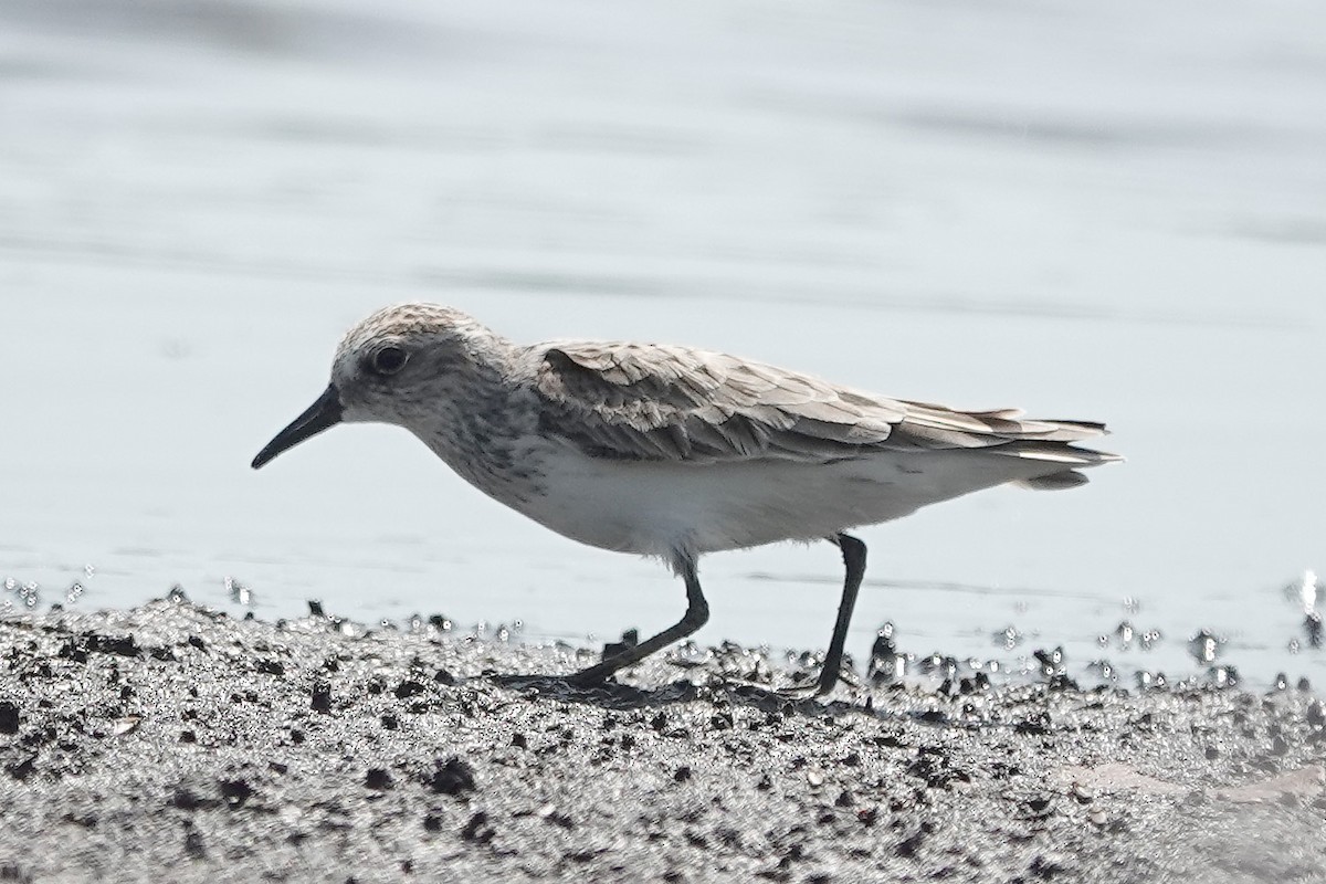 Semipalmated Sandpiper - ML618880032