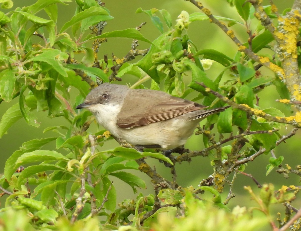 Lesser Whitethroat - Paul Stewart