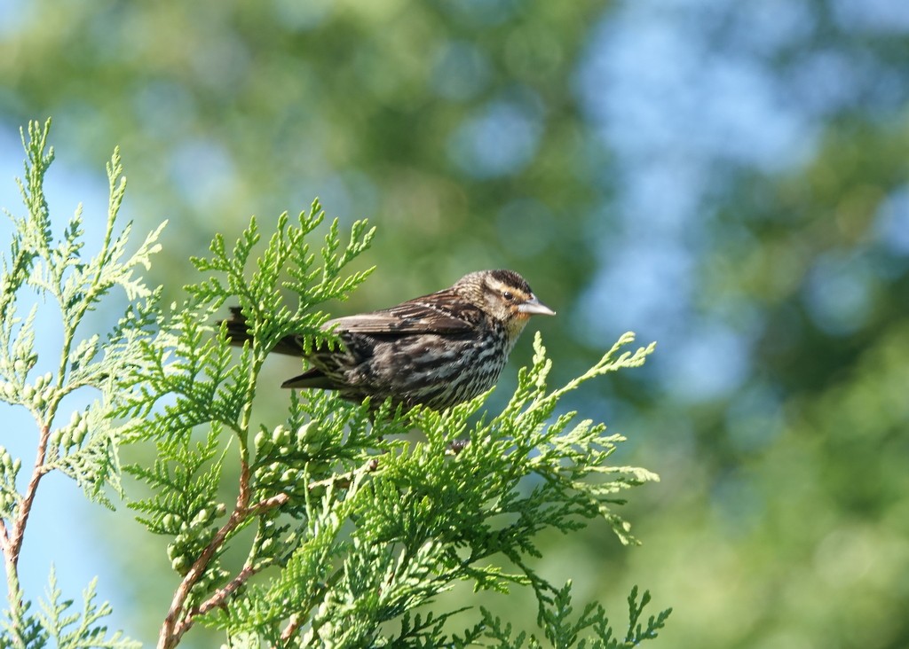 Red-winged Blackbird - Steve Keith