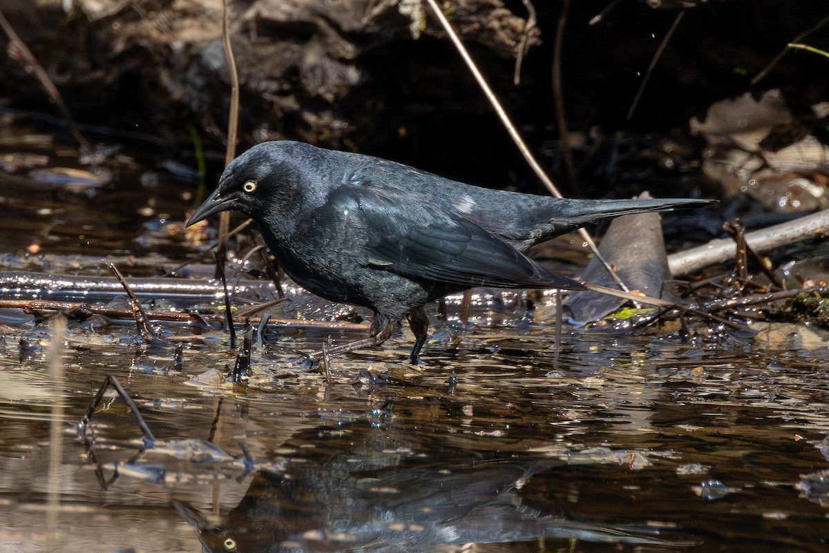 Rusty Blackbird - John Hannan