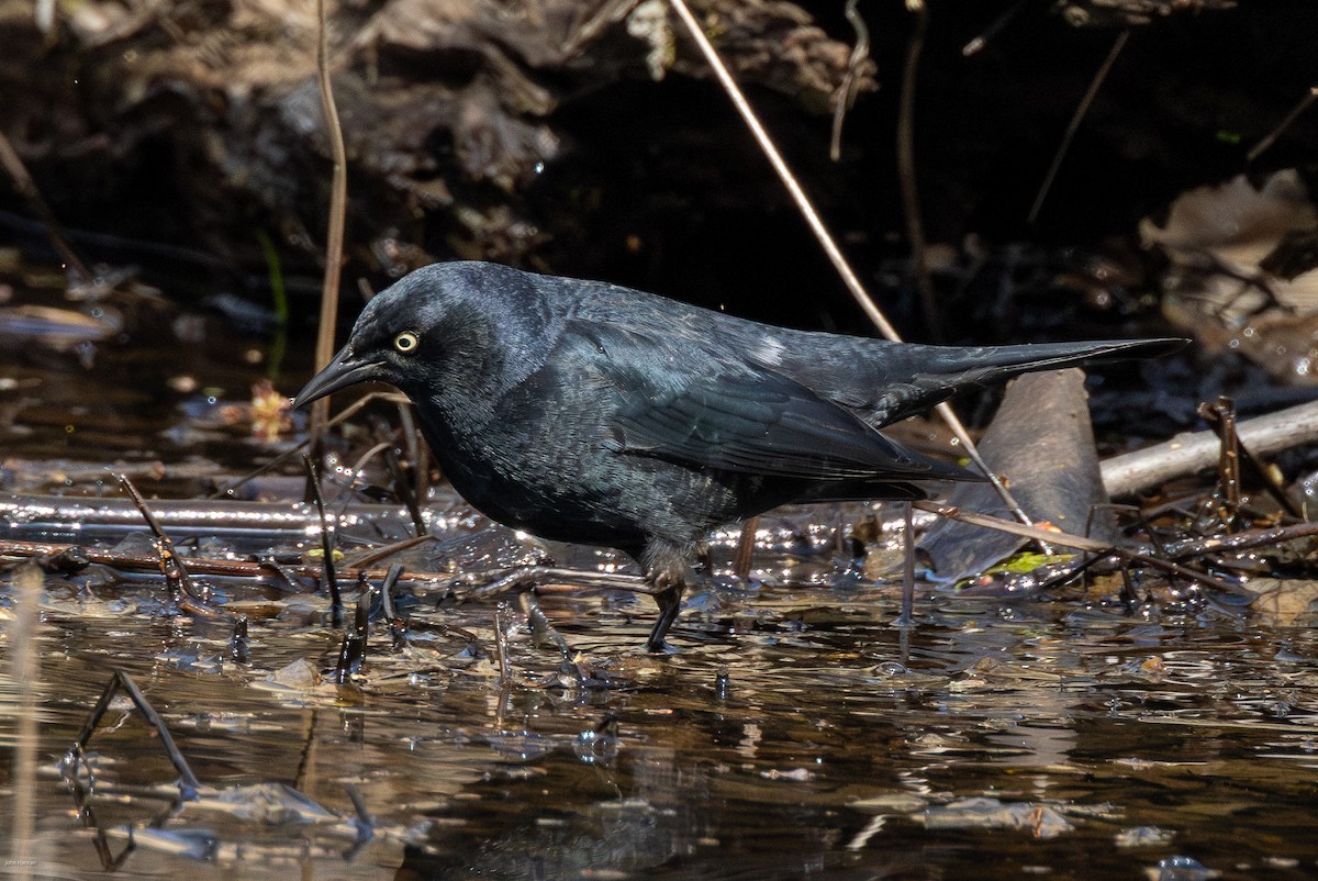 Rusty Blackbird - John Hannan