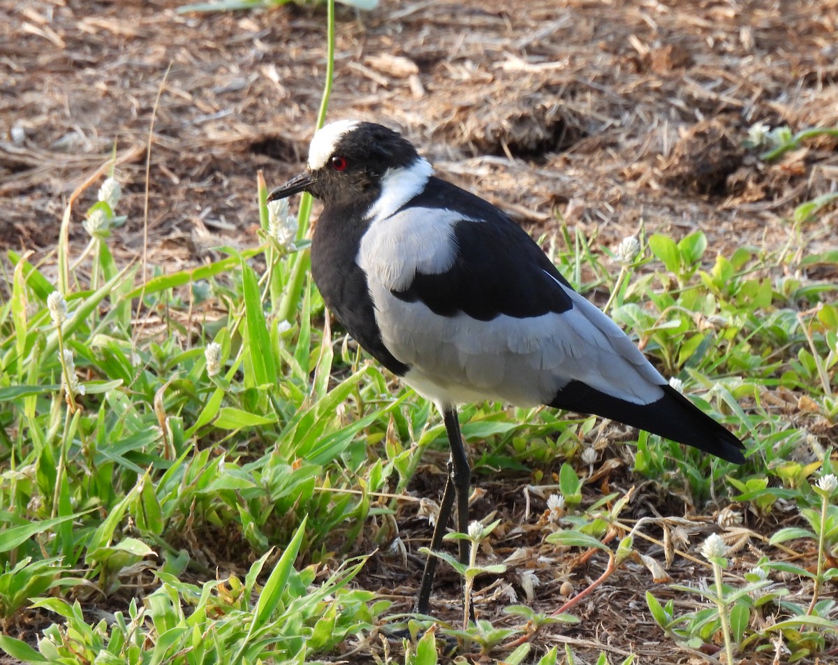 Blacksmith Lapwing - ML618880050