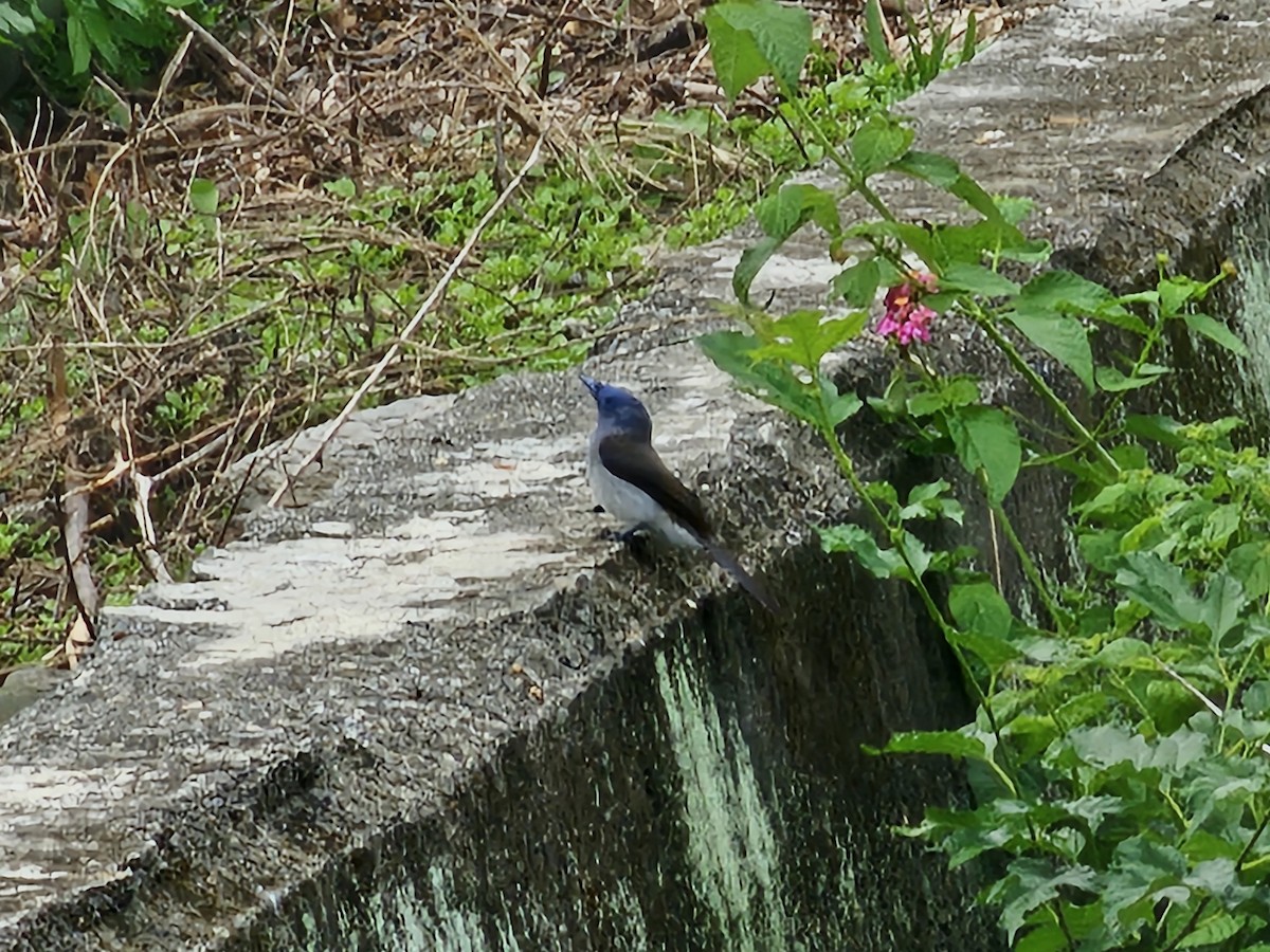 Black-naped Monarch - jason wu