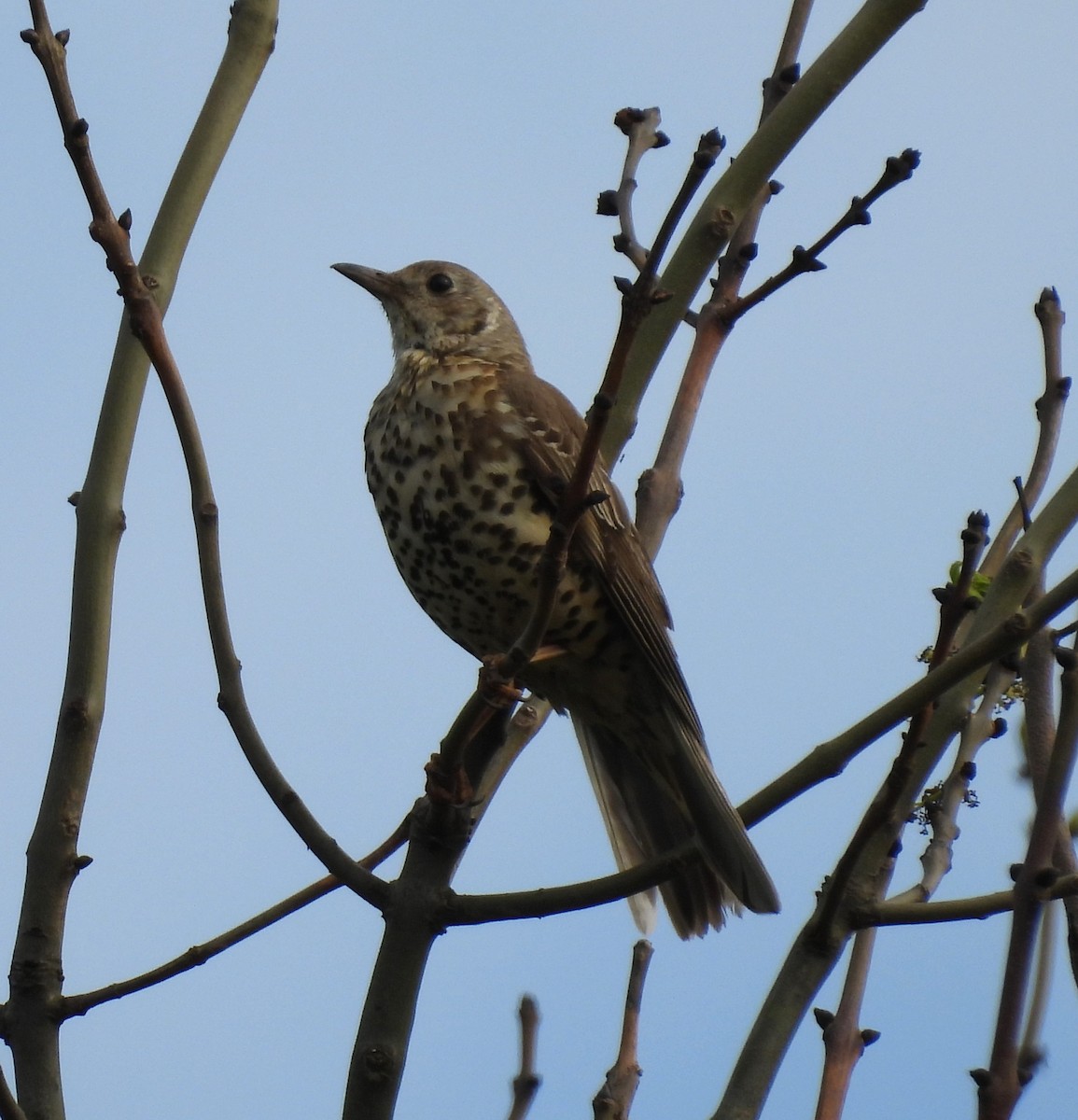 Mistle Thrush - Paul Stewart