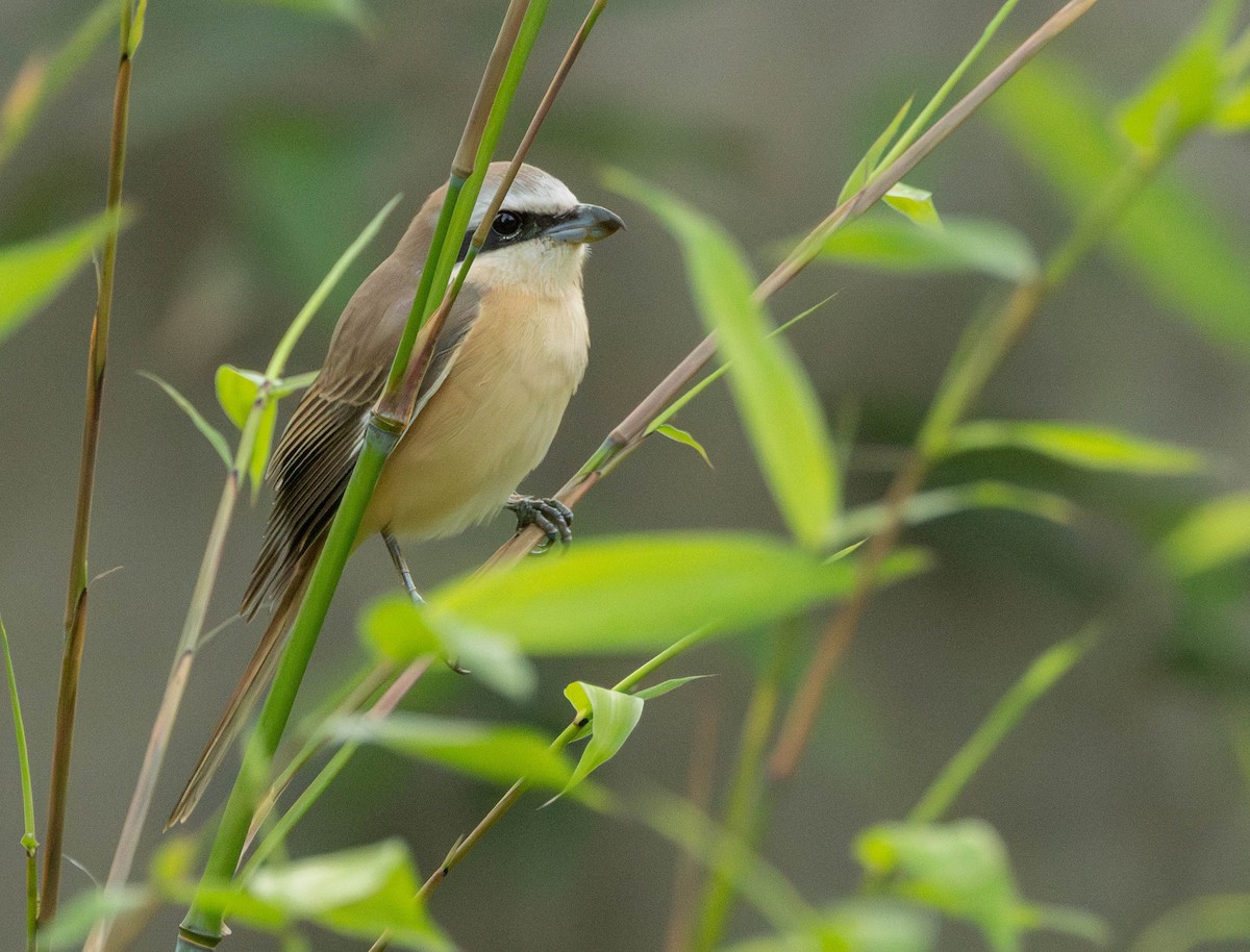 Brown Shrike - Garret Skead