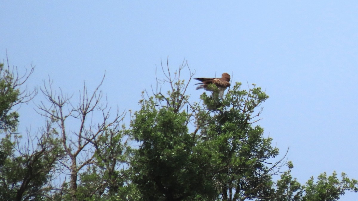 Short-toed Snake-Eagle - Luís Custódia