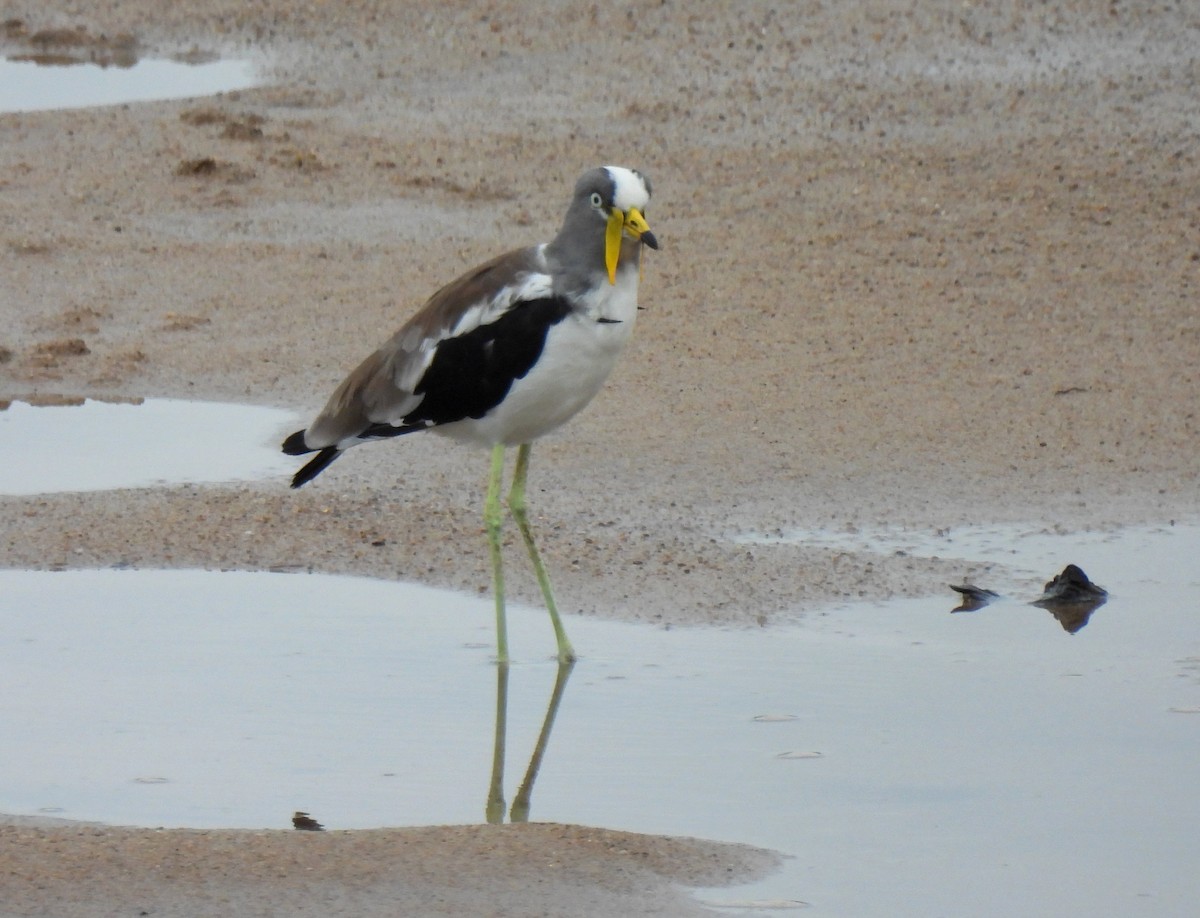 White-crowned Lapwing - ML618880063