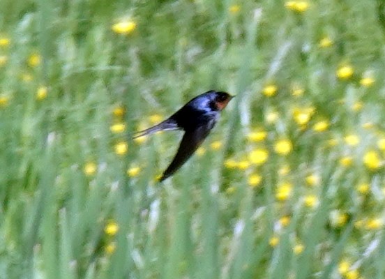 Barn Swallow - Steve Keith