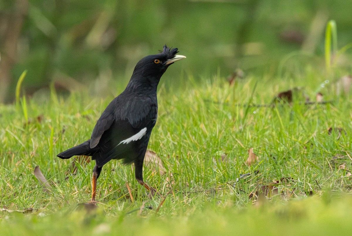 Crested Myna - Garret Skead