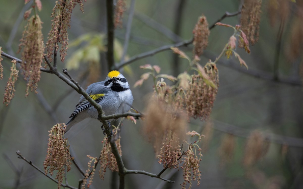 Golden-winged Warbler - Jon Mularczyk