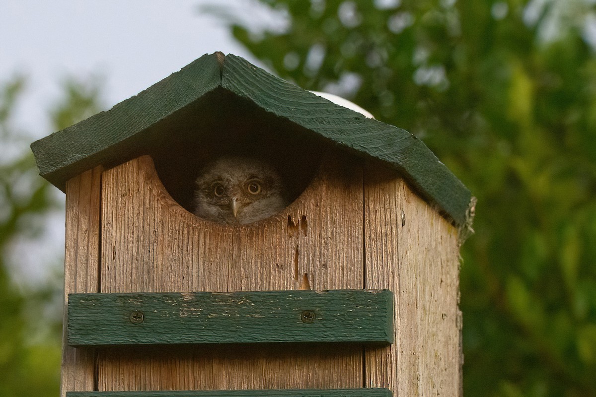 Eastern Screech-Owl - S. Hunter Spenceley