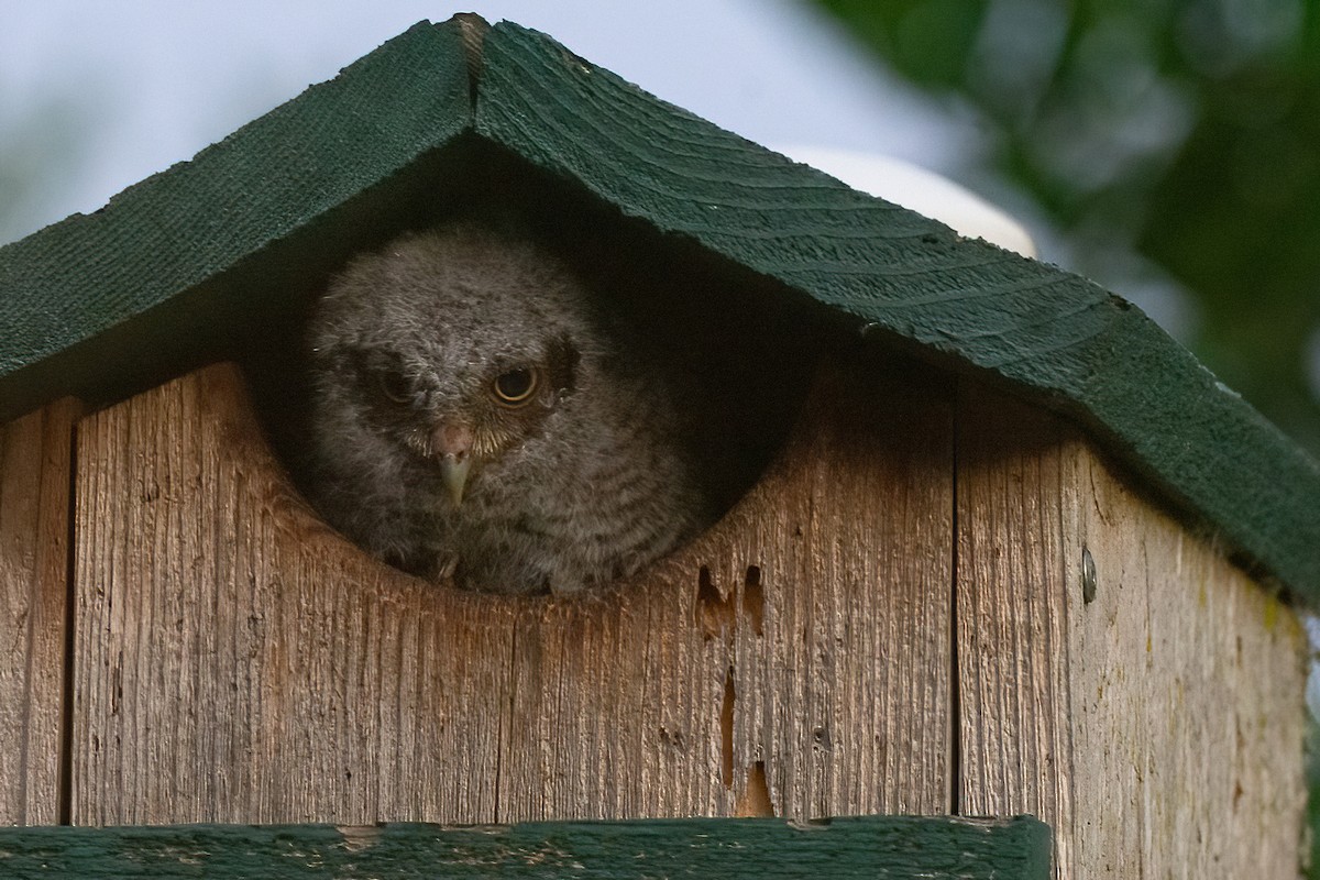 Eastern Screech-Owl - S. Hunter Spenceley