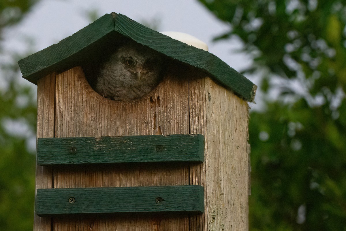 Eastern Screech-Owl - S. Hunter Spenceley