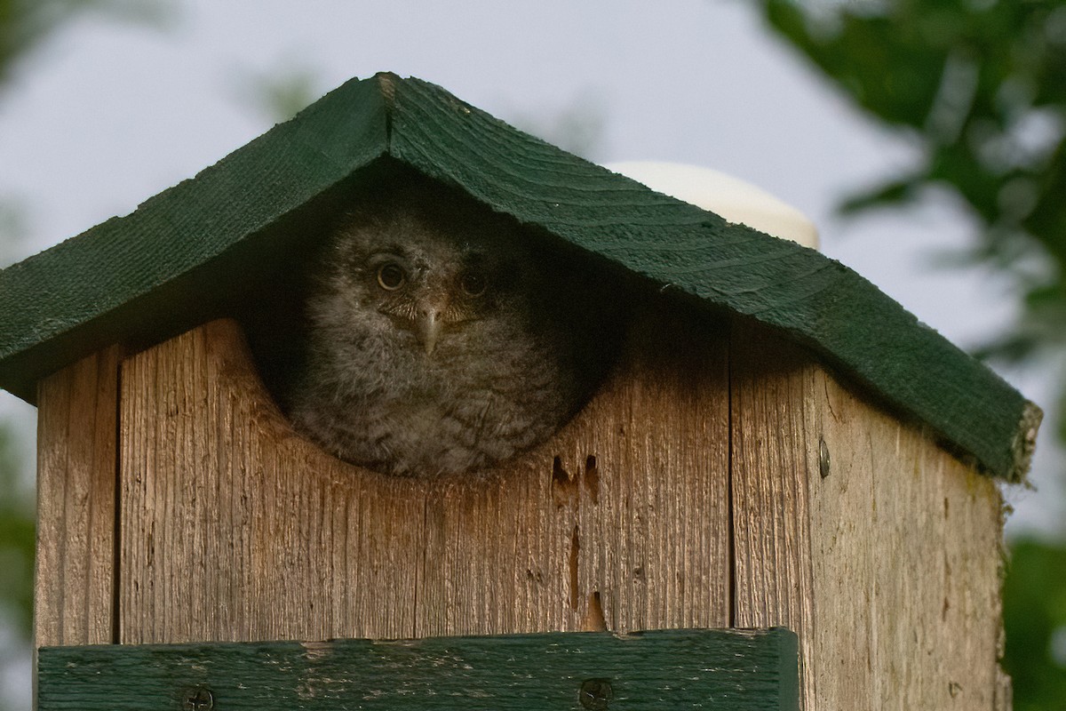 Eastern Screech-Owl - ML618880099