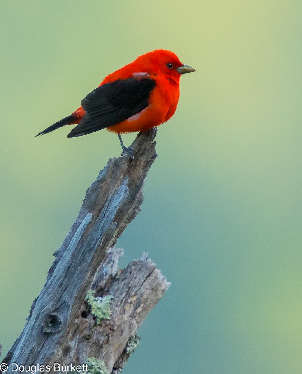 Scarlet Tanager - Douglas Burkett