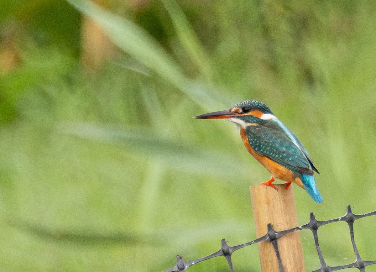 Common Kingfisher - Garret Skead